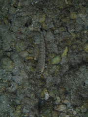 Parapercis millepunctata