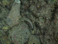 Parapercis millepunctata