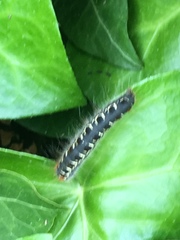 Eriogaster lanestris