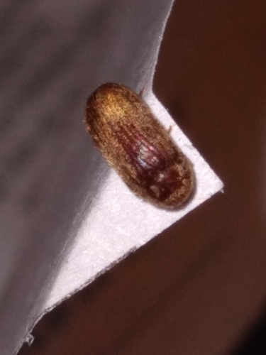Holcobius, 2022-02-01
