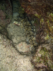 Stichopus horrens
