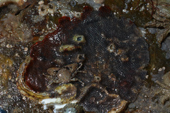 Watersipora subatra