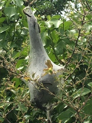 Eriogaster lanestris