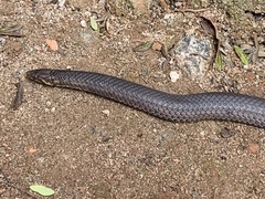 Xylophis perroteti