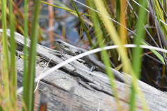 Lissolepis coventryi