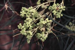 Astrotricha ledifolia