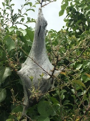 Eriogaster lanestris