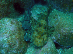Banded Wobbegong