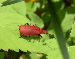 Pyrochroa serraticornis