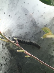 Eriogaster lanestris