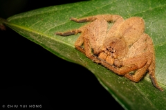 Heteropoda pingtungensis
