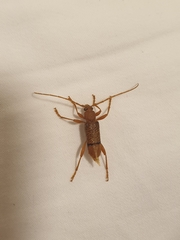 Xuthodes punctipennis