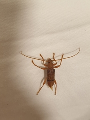 Xuthodes punctipennis