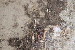 Oxidus gracilis