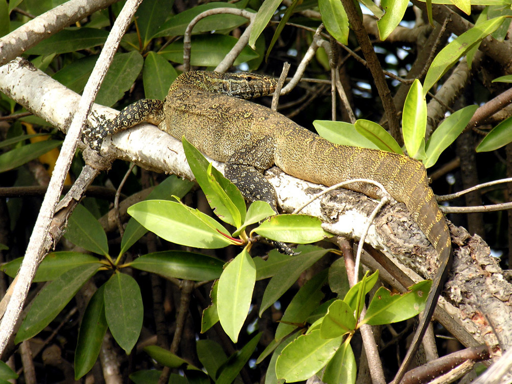 Nile Monitor from Saint-Louis, Senegal on January 10, 2006 at 11:28 AM ...