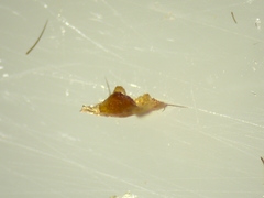Nemesia caementaria