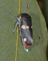 Eurymela distincta