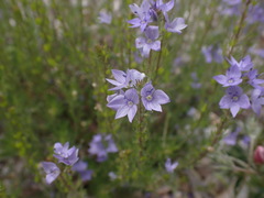 Veronica dalmatica