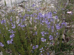 Veronica dalmatica