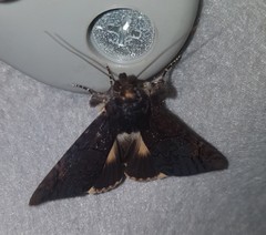 Ulotrichopus mesoleucus