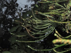 Lepisorus miyoshianus