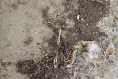 Oxidus gracilis