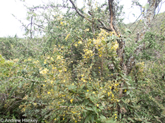 Sphedamnocarpus pruriens galphimiifolius