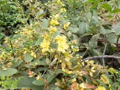 Sphedamnocarpus pruriens galphimiifolius