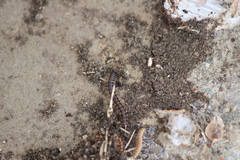 Oxidus gracilis