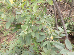 Sphedamnocarpus pruriens galphimiifolius