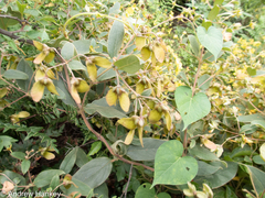 Sphedamnocarpus pruriens galphimiifolius