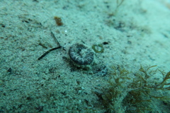 Homophyllia australis