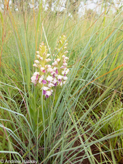 Brachycorythis conica transvaalensis