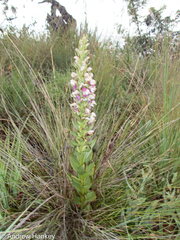Brachycorythis conica transvaalensis