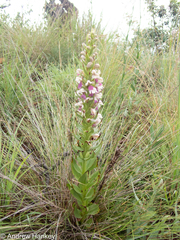 Brachycorythis conica transvaalensis