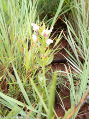 Brachycorythis conica transvaalensis