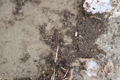 Oxidus gracilis