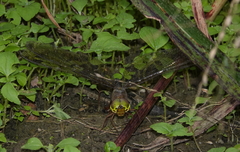 Gynacantha rosenbergi