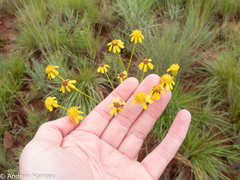 Senecio affinis