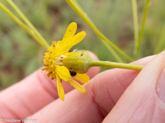 Senecio affinis