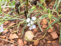 Commelina modesta