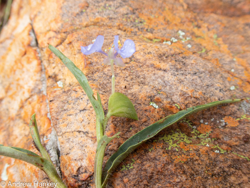 Commelina eckloniana (Commelina eckloniana)