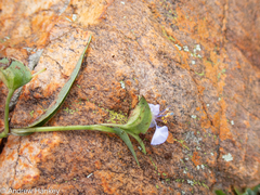 Commelina modesta