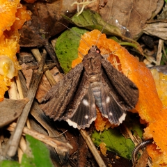 Ercheia