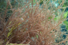 Hypnea ramentacea