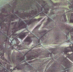 Urosphena squameiceps