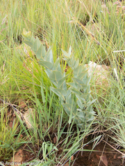 Gomphocarpus glaucophyllus