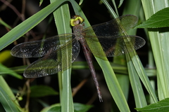 Gynacantha rosenbergi