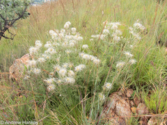 Clematis villosa stanleyi