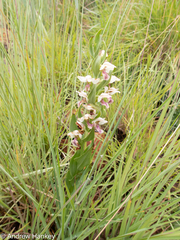 Brachycorythis conica transvaalensis